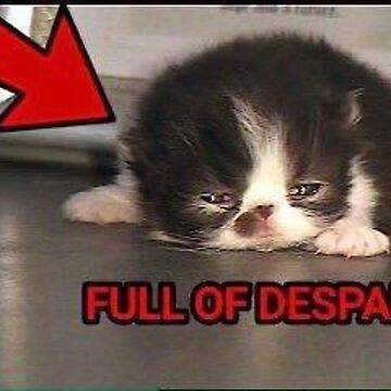 Full of despair cat meme Poster for Sale by CuteCatsLol