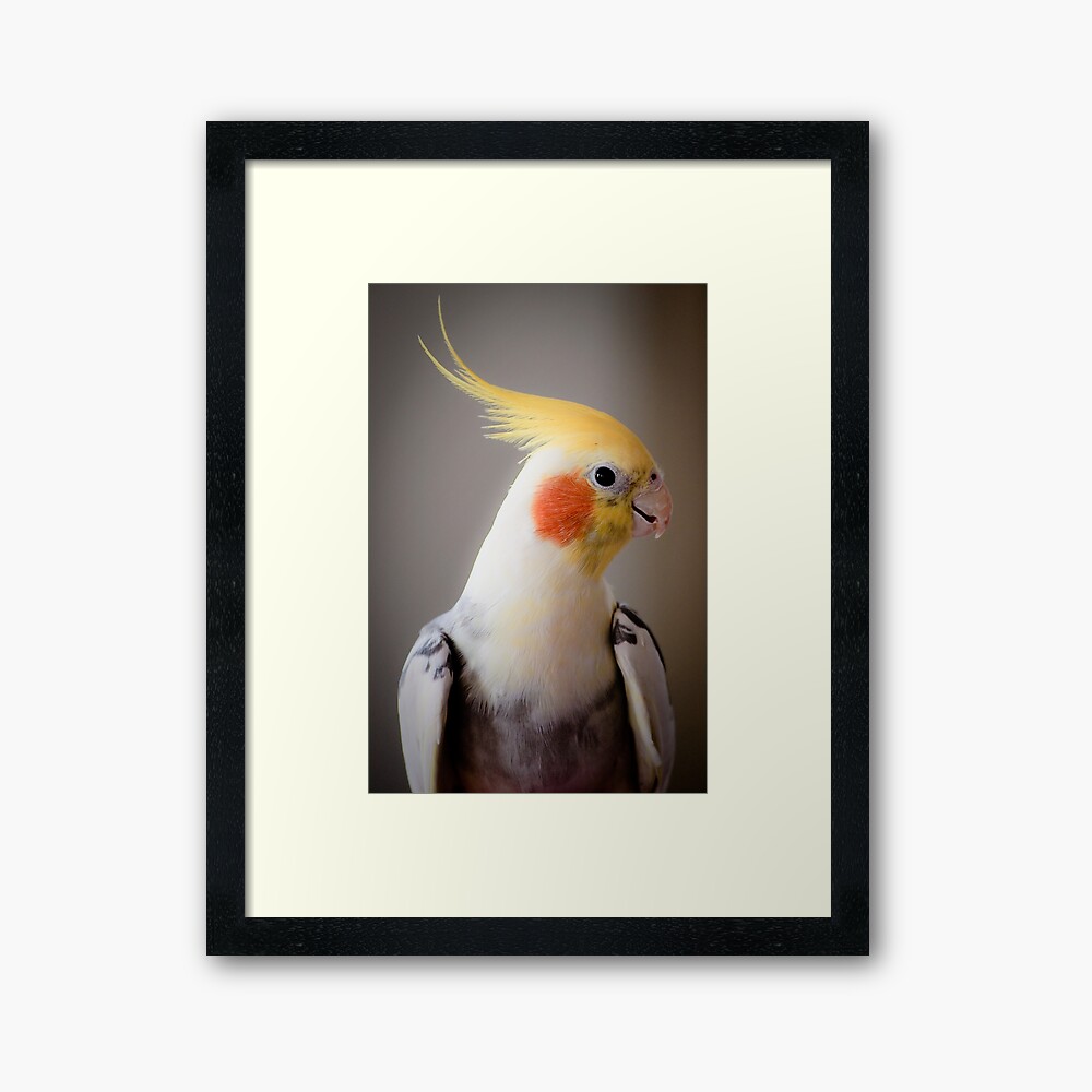 Daisy (or Dave?) Framed Art Print