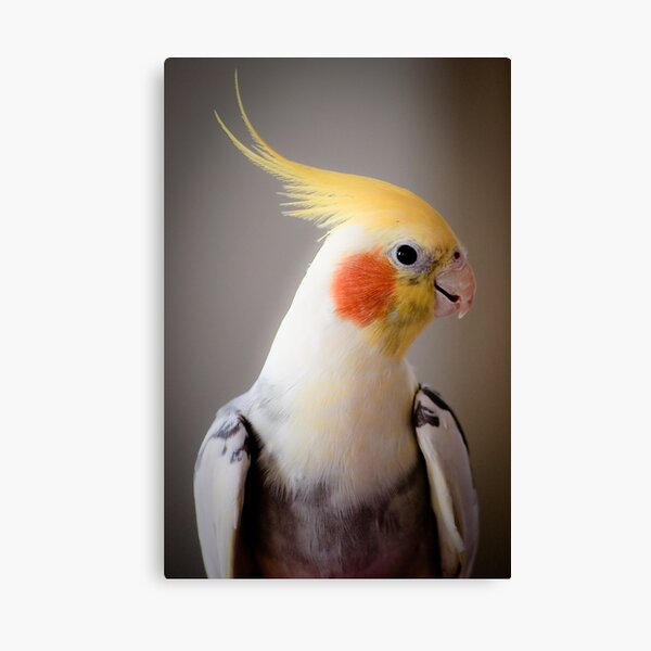 Daisy (or Dave?) Canvas Print