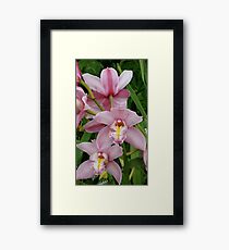 Pink Orchids Framed Print