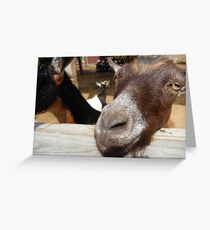 goat headshot Greeting Card