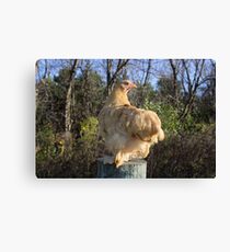 Elegant Pullet Canvas Print