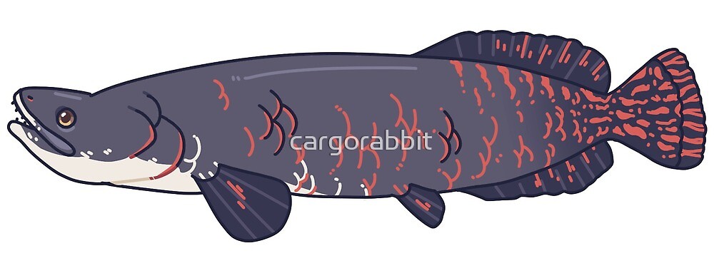 arapaima plush