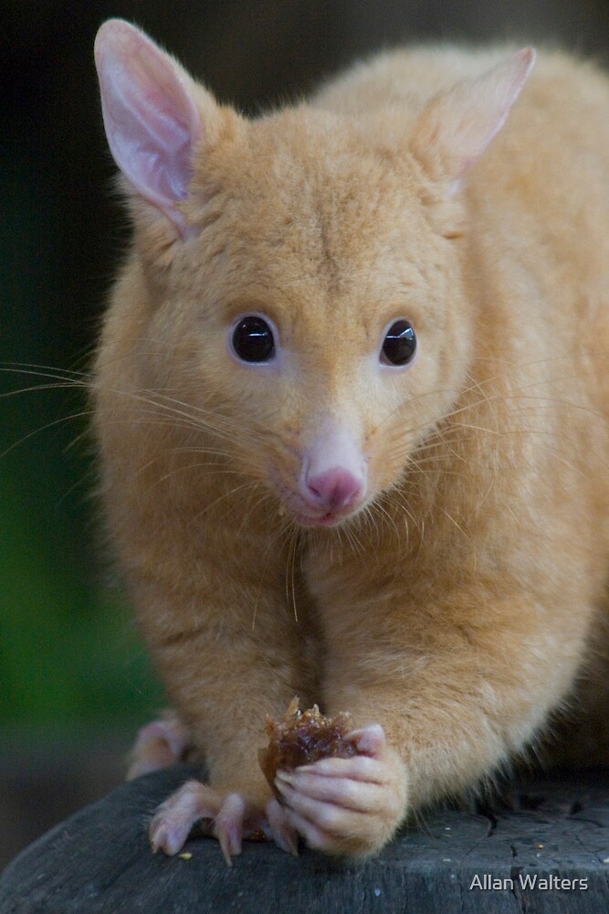 Golden Brushtail Possum By Allan Walters Redbubble
