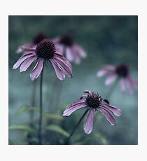 Dark Romance Photographic Print