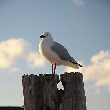 Artwork thumbnail, Seagull by mistered