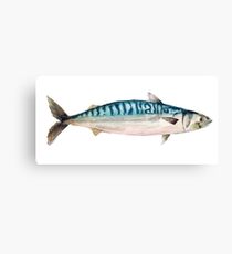 Watercolor mackerel Canvas Print