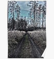 autumnal sunny blue afternoon forest road Poster
