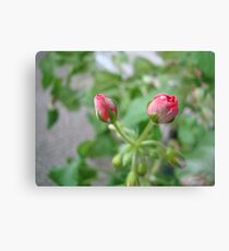 A Newbie ^ Canvas Print