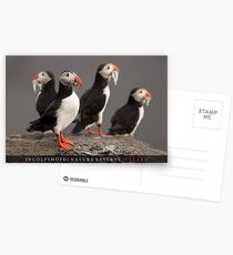 Icelandic Puffins Postcards