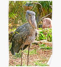 Shoebill Stork Poster