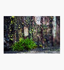 Amoeba Photographic Print
