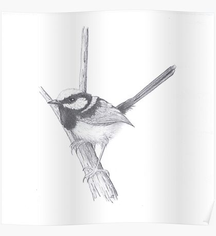 Blue Wren Drawing Posters | Redbubble