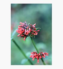 fire bomb Photographic Print