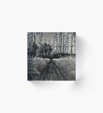autumnal sunny black and white afternoon forest road Acrylic Block