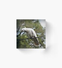 Listening cockatoo Acrylic Block