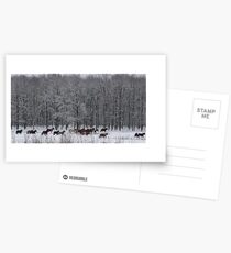 Horses Postcards