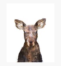 Little Moose Photographic Print