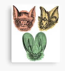 Bat Faces | Nocturnal Flying Mammal | Natural History Canvas Print