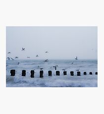 Looking for Lunch Photographic Print