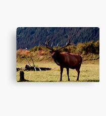 Moose Canvas Print