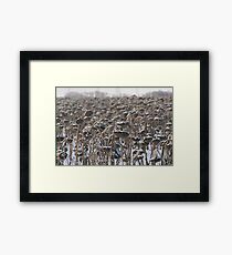 Sunflowers in the Winter Framed Print