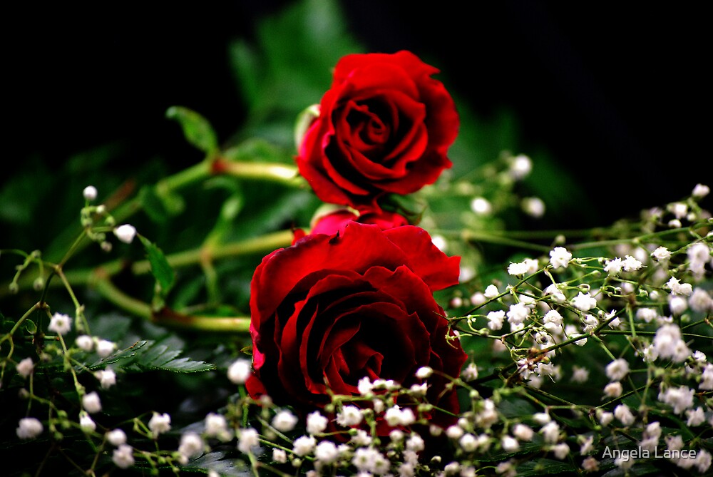 “Red Roses and Baby’s Breath…..” by Angela Lance | Redbubble