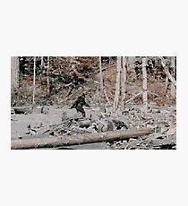 Bigfoot Photographic Print