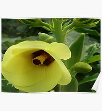 Okra Bloom Poster