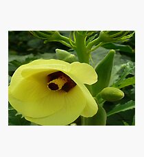 Okra Bloom Photographic Print