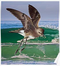 GALLIMAUFRY ~ JUST PHOTOS ~ SCENES & SCENERY ~ D1G1TAL-M00DZ ~ Storm Petrel on the Open Ocean by tasmanianartist Poster