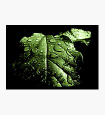 Freshness Photographic Print