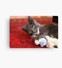 Playful kitten Canvas Print