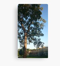 skyward Canvas Print