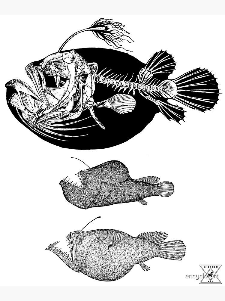 Deep Sea Anglerfish Size Chart