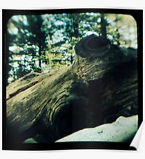 Ttv: Fallen Poster