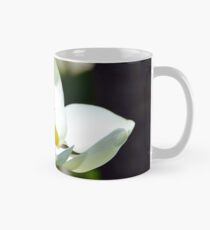 Magnolie Grandiflora Tasse (Standard)