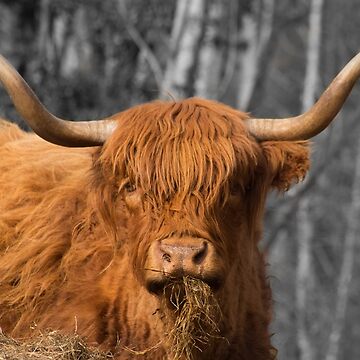 Artwork thumbnail, Highland Cow by davecurrie