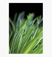 Green Green Grass Photographic Print