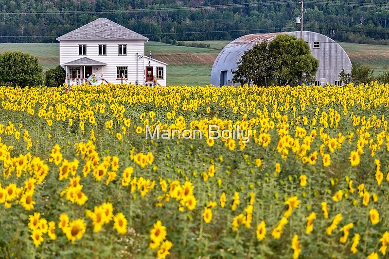 "Sunflower plantation" by Manon Boily Redbubble