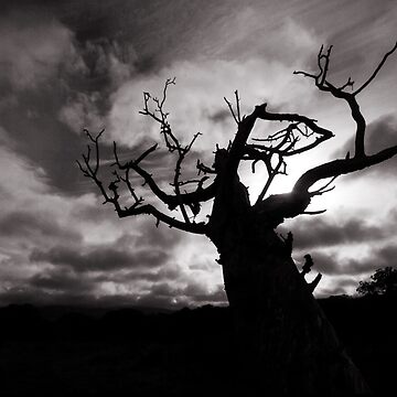 Artwork thumbnail, Stormy Tree by davecurrie