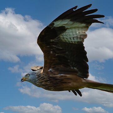 Artwork thumbnail, Red Kite by davecurrie
