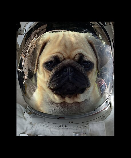 pug astronaut squishmallow