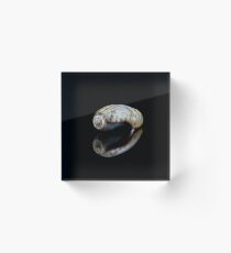 Olividea Gastropod Acrylic Block