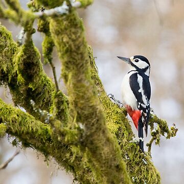 Artwork thumbnail, Female Greater Spotted Woodpecker by davecurrie