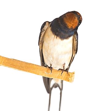 Artwork thumbnail, Quizzical Swallow by davecurrie