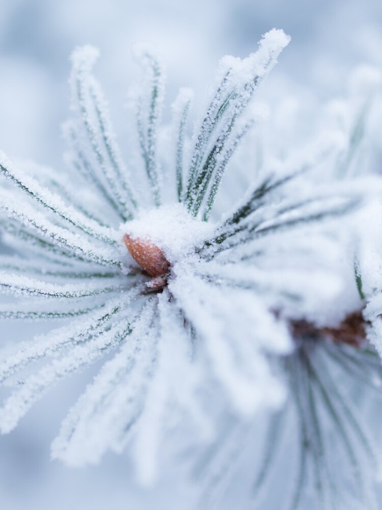 Hoarfrost on tree needles by Juhku