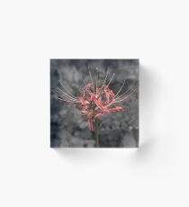 Grayscale Spinne Lilie Acrylblock