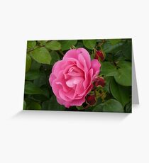 Pink rose Greeting Card