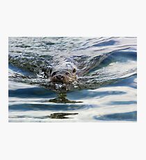 Otter swimming Photographic Print